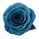 Preserved Rose Splendid - Baby Blue