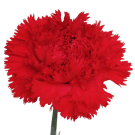 Carnation (Sim) - Red