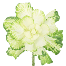 Kale - White