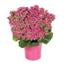 Potted Kalanchoe Plant - Pink