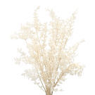 Preserved Dried Ruscus - White