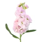Stock - Pale Pink