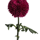 Coloured Disbuds - Burgundy