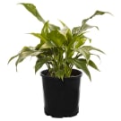 Potted Mini Peace Lily Plant