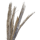 Preserved Dried Date Palm - White