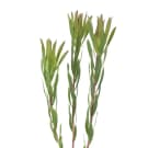 Leucadendron - Green