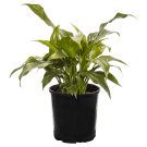 Potted Peace Lily Plant