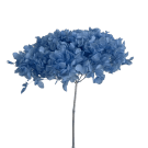 Preserved Dried Hydrangea - Pale Blue