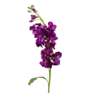 Stock - Purple
