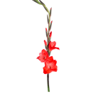 Gladioli - Red