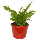 Gristle Fern Plant