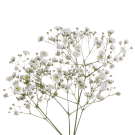 Gypsophila/Babys Breath - White