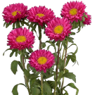 Asters 50cm - Hot Pink