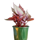 Potted Begonia Moari Haze Plant