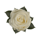 Preserved Rose Splendid - White
