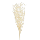 Preserved Dried Sea Holly - White