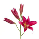Oriental Lilies - Hot Pink