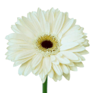 Mini Gerberas - White