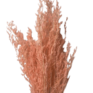 Preserved Dried Sea Lavender Or Misty - Apricot