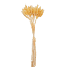 Preserved  Dried Bunny Tails - Champagne