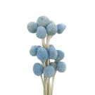 Billy Buttons - Blue