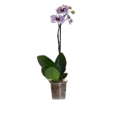 Potted Small Phalaenopsis Orchid Plant - Purple