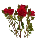 Spray Roses - Red