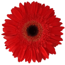 Gerberas - Red