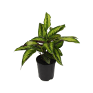 Potted Calathea Beauty Star Plant