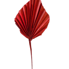 Preserved Dried Heart Palm - Red