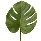 Monsteria Leaf - Green