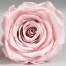 Preserved Rose Splendid - Pink
