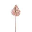 Preserved Dried Heart Palm - Rose Gold