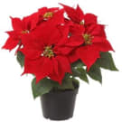 Potted Poinsettia Plant - Red