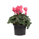 Potted Cyclamen Plant - Pink
