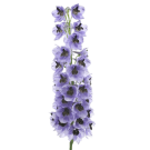 Delphinium - Purple