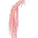 Preserved Dried Amaranthus - Pink