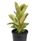 Ficus Shivereana Plant
