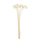 Billy Buttons - Cream