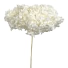 Preserved Dried Half Stem Hydrangea - White