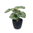 Potted Peperomia Watermelon Plant