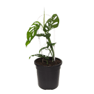 Potted Monkey Mask Plant