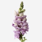 Snapdragons - Mauve