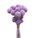 Billy Buttons - Lavender