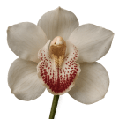 Cymbidium Flower - White