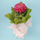 Potted Chrysanthemum Disbud Plant - Mauve