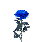 Coloured Disbuds - Blue