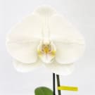 Phalaenopsis Single Bloom - White