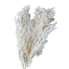 Preserved Dried 1/4 Stem Ming Fern - White
