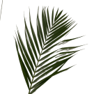 Golden Cane ( Medium)